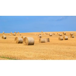 Rotoli di paglia