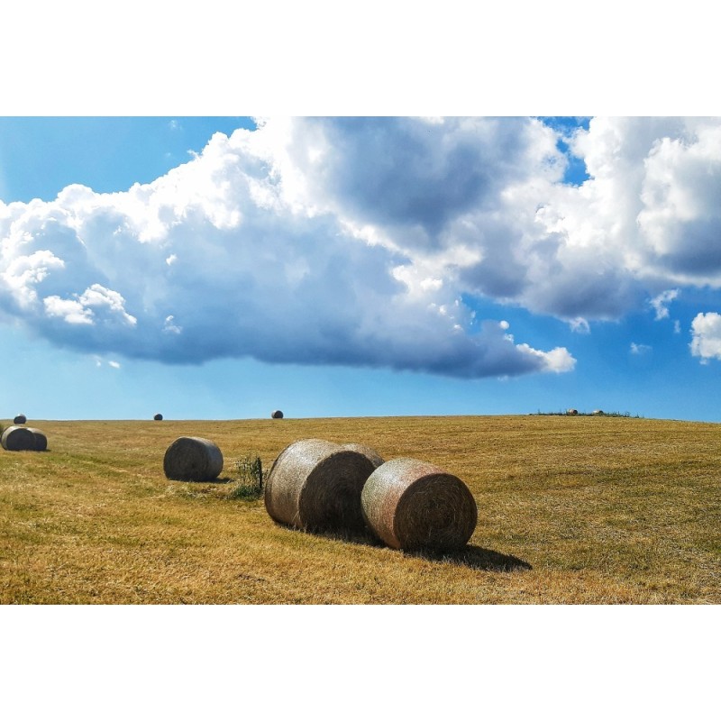Rotoli di fieno
